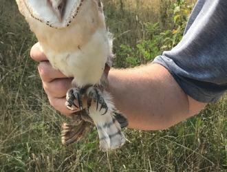 Village NestingBarn Owl2